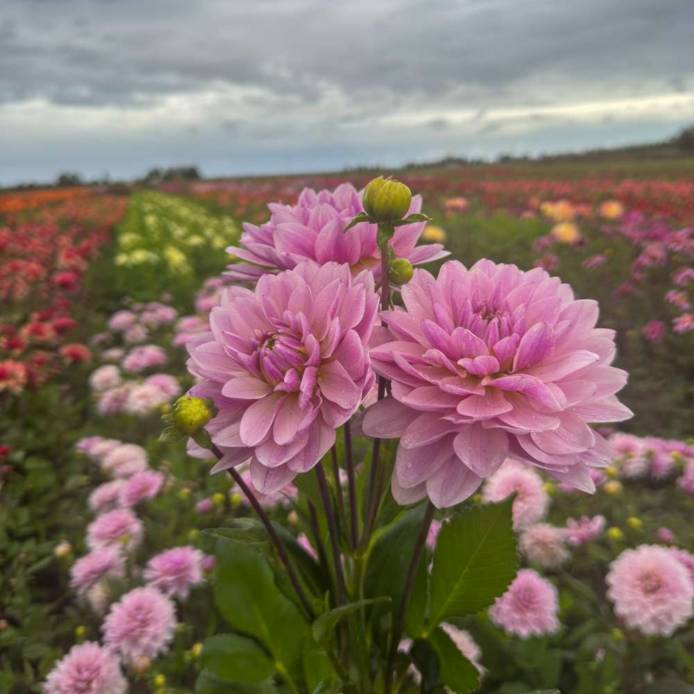Dahlia 'BV's Frederikke'